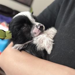 Mickey- adorable hairless boy - Black and white male Chinese Crested puppy in Tomball, Texas from Gracieux Chinese Cresteds