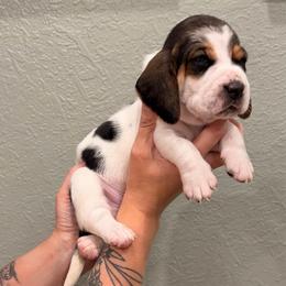 Charlie - Black brown and white male Basset Hound puppy in Gulf Breeze, Florida from Breeze Basset Hounds
