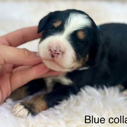 Cookie Dough - Tri-color male Bernedoodle puppy in Colorado Springs, Colorado from Mercy Mountain Bernedoodles