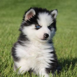 Fletcher 2000 - Gray and white male Pomsky puppy in Apple Creek, Ohio from Luxe Pomskies & Bernedoodles
