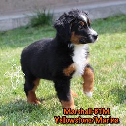 Marshall - Black tri male Miniature American Shepherd puppy in Elgin, Oregon from Cross L Miniature American Shepherds