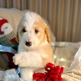 JACK SKELLINGTON - red parti boy - Red male Bernedoodle puppy in Lookout, California from Remington Kennels, LLC