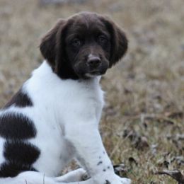 Boy 1 - Liver and white male Brittany puppy in Georgia from Edenbright Brittanys