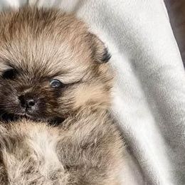 Pomeranians from Procaccini Pomeranians