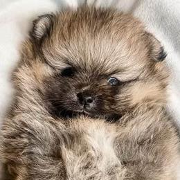 Pomeranians from Procaccini Pomeranians