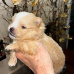 Blizzard - Cream parti male Pomeranian puppy in Odessa, Texas from Cherry's Poms