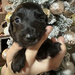 Noel - Brindle male Dachshund puppy in Saint Peter, Illinois from Ashton’s Doxies of Southern IL