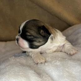Sophie - Tricolor female Shih Tzu puppy in Reading, Michigan from You Little Shih-tzu’s 😊