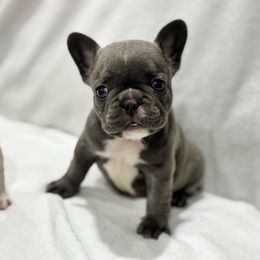 Blue - Blue male French Bulldog puppy in City Of Industry, California from Cert. Frenchies