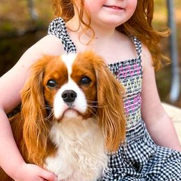 Cavalier King Charles Spaniel All Grown Up from MagPie Cavaliers