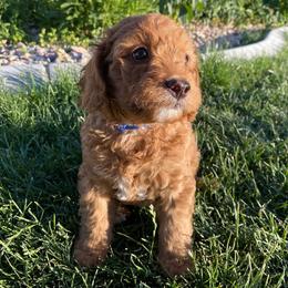 Goldendoodle Puppies from Sunnydoodle Utah