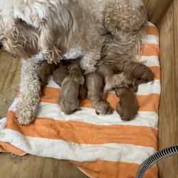 Goldendoodle and Poodle Puppies from Partridge Doodles and Poodles