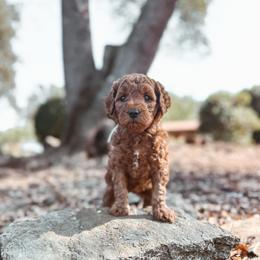 Linen - Red  female Goldendoodle puppy in Shingle Springs, California from Kindred Oak Goldendoodles