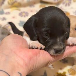 Pie - Black and tan male Dachshund puppy in Edinburg, Virginia from Hunter Lane Dachshunds