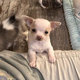 White and cream  7,000 female - White female Chihuahua puppy in Summerfield, Florida from Uey’s Chihuahuas