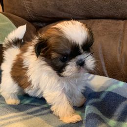 Shih Tzu Puppies from Willow Lane Shih Tzus