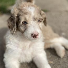 Jenny - Aussiedoodle puppy in Iowa from Simon's Doodles