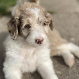 Jenny - Aussiedoodle puppy in Iowa from Simon's Doodles