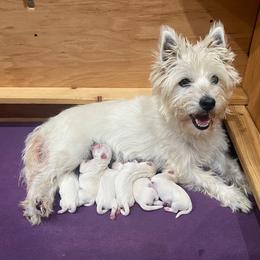 West Highland White Terrier puppies from Ravens Nest Westies
