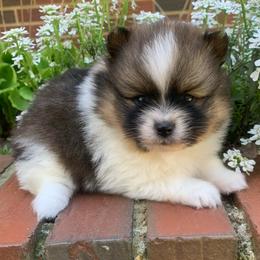 Girl 1 - Chocolate parti female Pomeranian puppy in Gadsden, Alabama from Rich Cat’s