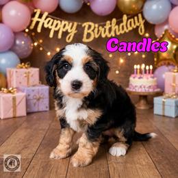 Candles - Tri-color female Bernedoodle puppy in Banner Elk, North Carolina from Walnut Tree Bernedoodles