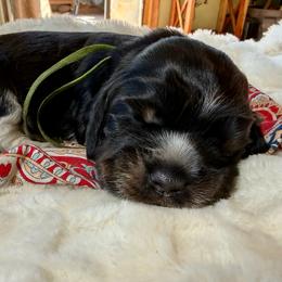 Sequoia (Green) - Black white and tan female English Springer Spaniel puppy in Conifer, Colorado from Majestic Mountain Springs