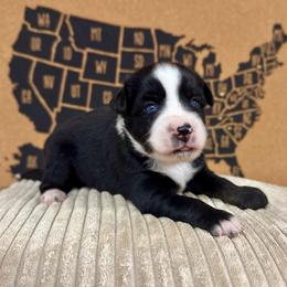 Bingo - Black tri female Miniature Australian Shepherd puppy in Michie, Tennessee from Acton Aussies