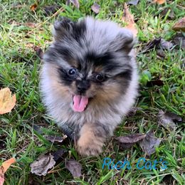 Catahoula Leopard Dog, Cocker Spaniel, Pomeranian, and Teddy Roosevelt Terrier Puppies from Rich Cat’s