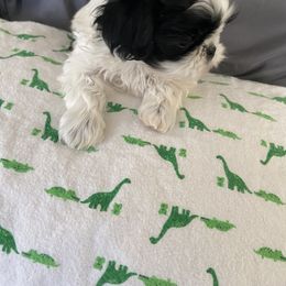 Boy 2 - Shih Tzu puppy in Randolph, Wisconsin from Glen Y Gors Gagnon Riordan Shih Tzus