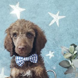 Poodle Puppies from Krystyana's Poodles
