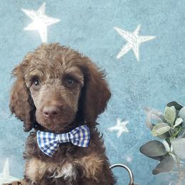 Poodle Puppies from Krystyana's Poodles