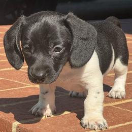 Rex - Black and cream male Dachshund puppy in Mount Airy, North Carolina from Mayberry Dachshunds
