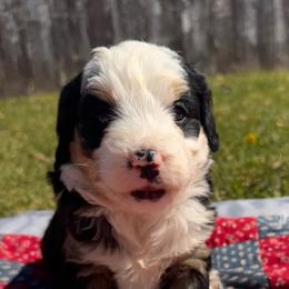 Birdie - Tri-color female Bernedoodle puppy in Camden, Michigan from FurEver Friends Finder