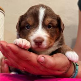 Susie - Red tri female Miniature Australian Shepherd puppy in North Lakeport, California from Wild Rose Ranch