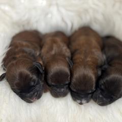 Red - Brown male Whoodle puppy in Haughton, Louisiana from Bailey’s Cajun Canines