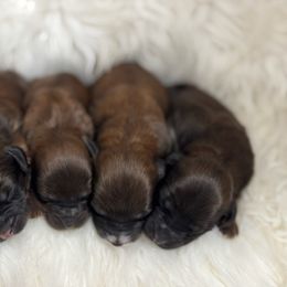 Red - Brown male Whoodle puppy in Haughton, Louisiana from Bailey’s Cajun Canines