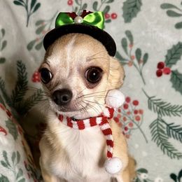 Charlie - Fawn male Chihuahua puppy in Niagara County, New York from Coolballow Chihuahuas