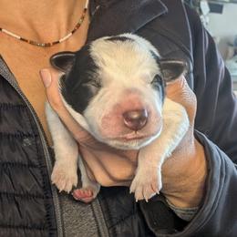 Lime Collar - Blue male Australian Cattle Dog puppy in Ammon, Idaho from Piney River Cattle Dogs