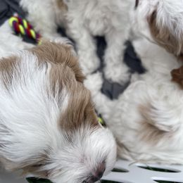 Cavapoo Puppies from Ellas.Pups