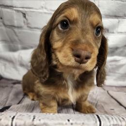 Cadbury (blue collar) - Chocolate and tan male Dachshund puppy in Anaconda, Montana from Williams Family Dachshunds