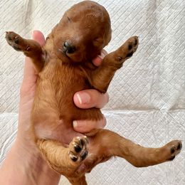 Female 1 - Red  female Goldendoodle puppy in Brooksville, Florida from Kruger Doodles