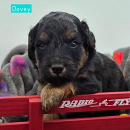 Dovey - Tri-color female Bernedoodle puppy in Neillsville, Wisconsin from Granton Creek