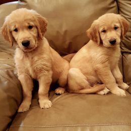 Golden Retrievers from Golden Willows