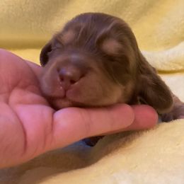 Molly - Chocolate and cream female Dachshund puppy in Great Bend, Pennsylvania from Dashing Doxies