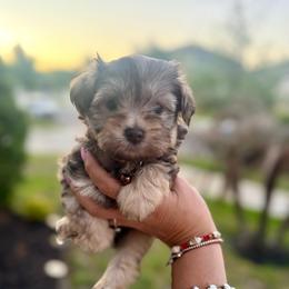 Benji - Wheaten male Miniature Schnauzer puppy in Orange City, Florida from Xaysha’s Miniature Schnauzers