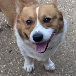 Cooper - Pembroke Welsh Corgi