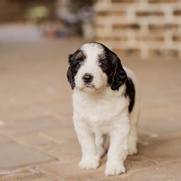 Bernedoodle Puppies from Cookie's Cuties