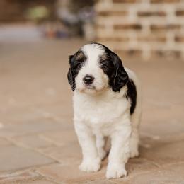 Bernedoodle Puppies from Cookie's Cuties