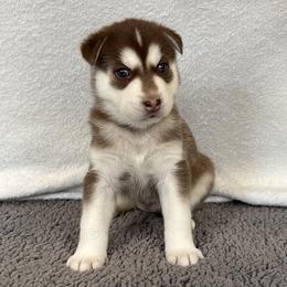 Bria (Fuchsia) - Red and white female Siberian Husky puppy in Ellijay, Georgia from Appalachian Siberians LLC