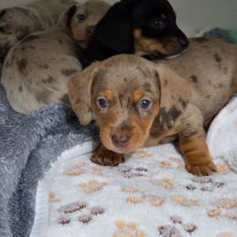 Bear - Dapple male Dachshund puppy in Ogden, Utah from Ollie'n'Nara